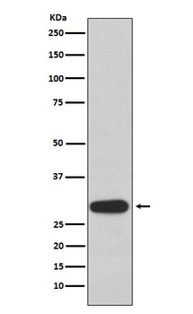Olig3 Rabbit Monoclonal Antibody