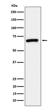 USP39 Rabbit Monoclonal Antibody