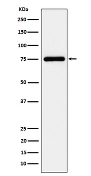 TUG Rabbit Monoclonal Antibody