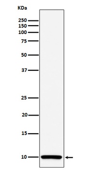 COX6B1 Rabbit Monoclonal Antibody