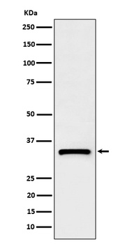C1QBP Rabbit Monoclonal Antibody
