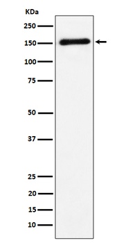 CNTN4 Rabbit Monoclonal Antibody