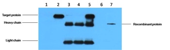 HA-Tag Mouse mAb Antibody