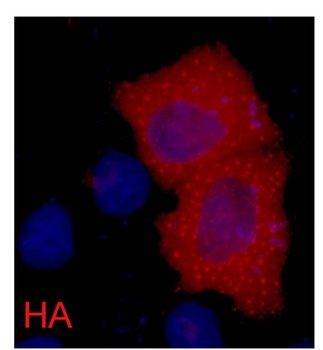 HA-Tag Mouse mAb Antibody