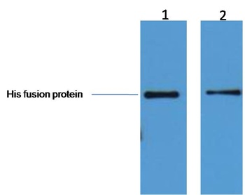 His-Tag Mouse mAb Antibody