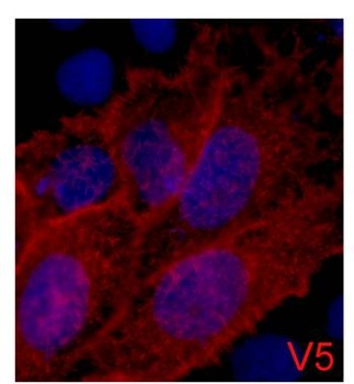 V5-Tag Mouse mAb Antibody
