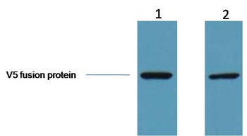 V5-Tag Mouse mAb Antibody