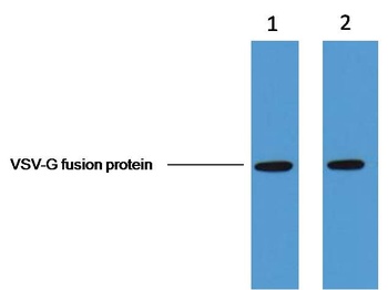VSV-G-Tag Mouse mAb Antibody