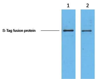 S-Tag Mouse mAb Antibody