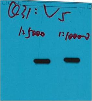 V5-Tag Mouse mAb Antibody