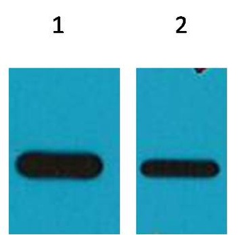 Flag-Tag(HRP Conjugated) Mouse mAb Antibody
