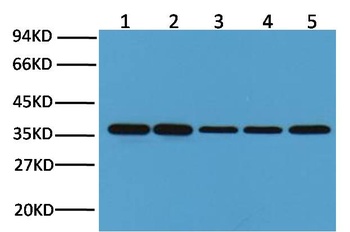 GAPDH Mouse mAb Antibody