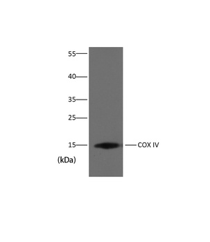 COX IV Mouse mAb Antibody