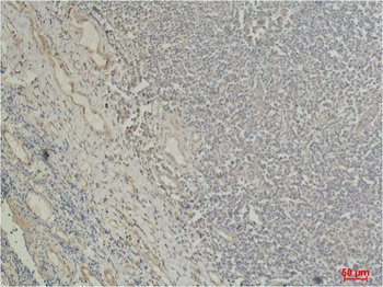β I tubulin Mouse mAb Antibody
