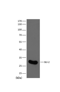 Bcl-2 Mouse mAb Antibody