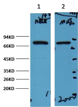 HSP70 Mouse mAb Antibody