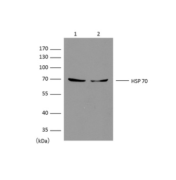 HSP70 Mouse mAb Antibody