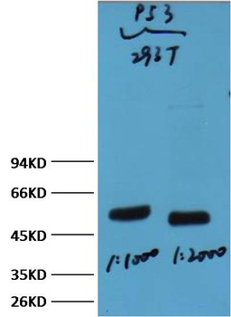 p53 Mouse mAb Antibody