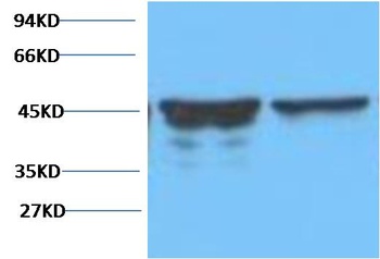 GFAP Mouse mAb