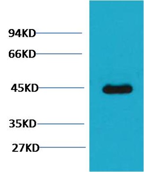 GFAP Mouse mAb