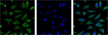 Aquaporin 4 Mouse mAb Antibody