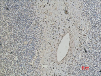 CD4 Mouse mAb Antibody