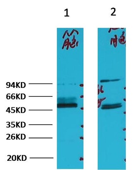 FH/Fumarase Mouse mAb Antibody