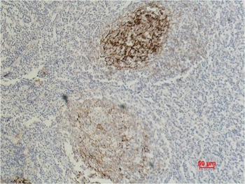 CD23 Mouse mAb Antibody