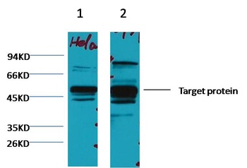 XRCC4 Mouse mAb Antibody