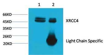XRCC4 Mouse mAb Antibody