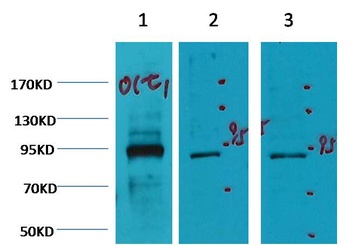 Oct1 Mouse mAb Antibody