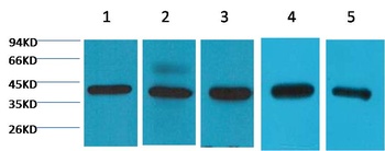 eIF4A1 Mouse mAb Antibody