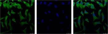 eIF4A1 Mouse mAb Antibody