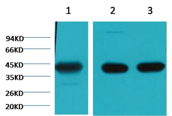 α skeletal muscle actin Mouse mAb Antibody
