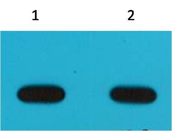 Avi-Tag Mouse mAb Antibody