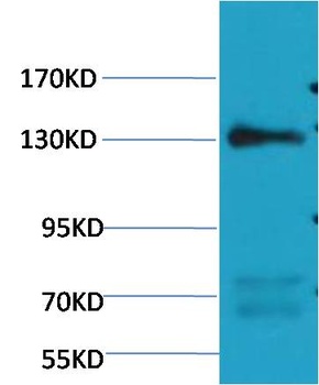 eNOS Mouse mAb Antibody