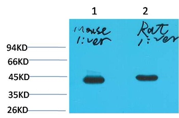 HAO1/GOX Mouse mAb Antibody