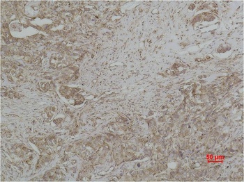 Cytochrome C Mouse mAb Antibody