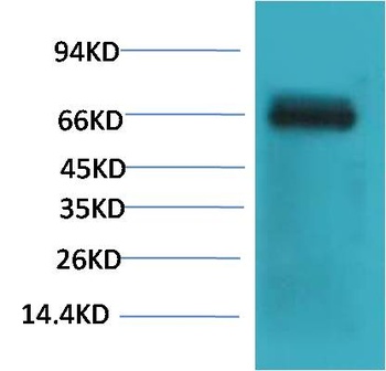 Bovine Serum Albumin Mouse mAb Antibody