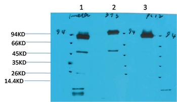 STAT3 Mouse mAb Antibody