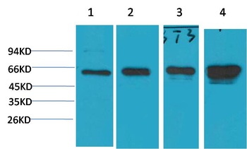 AMPK α1 Mouse mAb Antibody