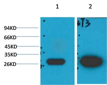 Galectin-3 Mouse mAb Antibody