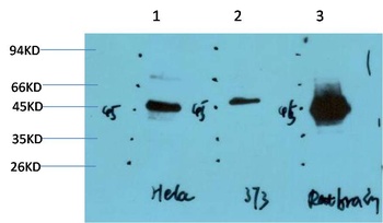 GSK3β (2C6) Mouse mAb Antibody