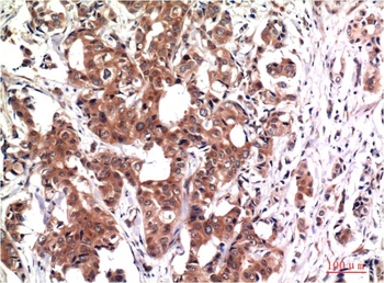 GSK3β (2C6) Mouse mAb Antibody