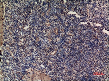 ERK1 (5E9) Mouse mAb Antibody