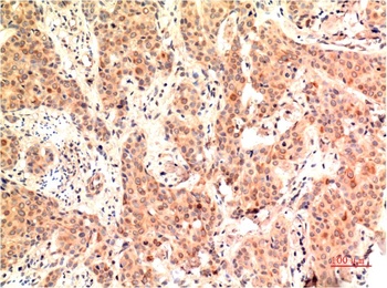 ERK1 (5E9) Mouse mAb Antibody