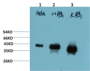 ERK1/2 (1H4) Mouse mAb