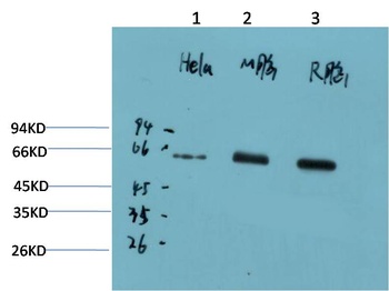 AMPKα1 (9G3) Mouse mAb Antibody