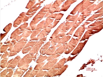 AMPKα1 (9G3) Mouse mAb Antibody