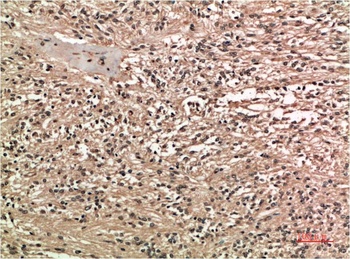 COX-2 (2G1) Mouse mAb Antibody